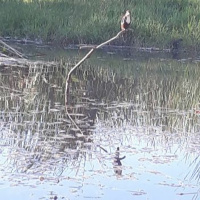 Un Cafe En Jerusalem - Capitulo 31