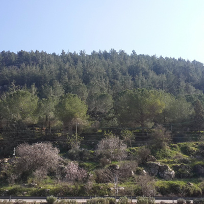 Un Cafe En Jerusalem