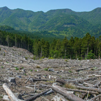 6 - Climate Change - One Life One Tree - Reforestation Carbon Capturing