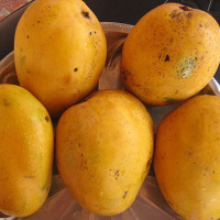20: Mangoes! As Exotic as It Gets