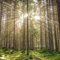 76: Calm, Chaos  Corona