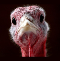 Do What You’re Thankful For