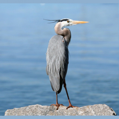 Science With Knob Jokes