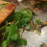 Jakso 3. Slush-special. Vierailulla The future of circular food -seminaarissa.