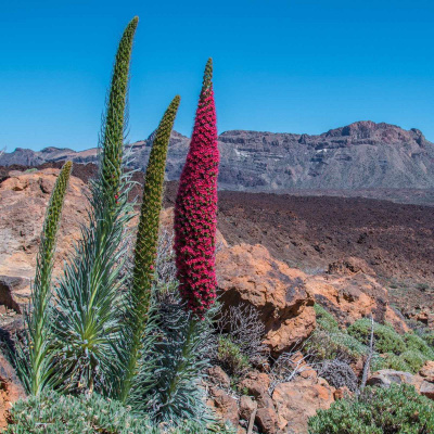 Reise-radioshow Auf Antenne Mainz - Jede Woche Neue Reisetipps