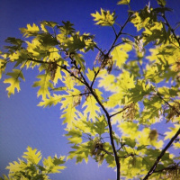 Une application pour aider à ne plus toucher son téléphone