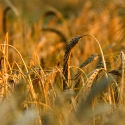 Spectrum Commodities Wheat  Cattle Markets Analysis