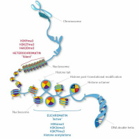 Test Lab Episode 4 - ATACseq