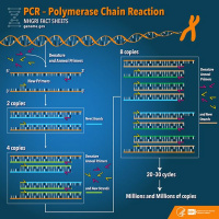 Test Lab Episode 11 - PCR