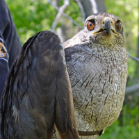 Surveying Nevadas Fiercest Raptor with Wildlife Diversity Biologist Mackenzie Jeffress