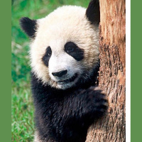 E38: From Sichuan  Charlotte