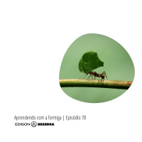 Episódio 78 | Aprendendo Com A Formiga