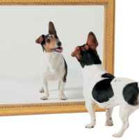 La casa de los mil espejos