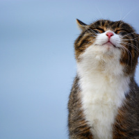 Happy National Cat Day!