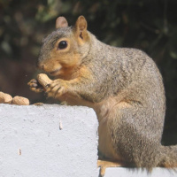 Squirrel Saga Part 1