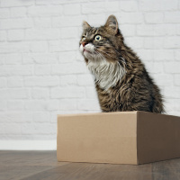 Cats have their own apartment in San Jose!