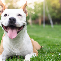 Would you pay to have your pet at work?