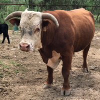 Jethro Overyonder gives a message for you to hear. 