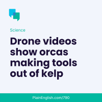 Drone video shows orcas using kelp as a tool
