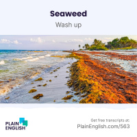 Mass of seaweed heading for Caribbean beaches | Learn English phrase wash up
