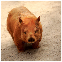 Chaos Ensues When Dermot Takes Over Daves World