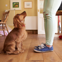 Puppy Love! Dog Expert Answers Your Questions 