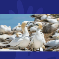 Corks Sean Ronayne On His Mission To Record Every Bird Song In Ireland