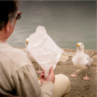 Afraid Of Seagulls When Dining Al Fresco? This Tune Might Protect You