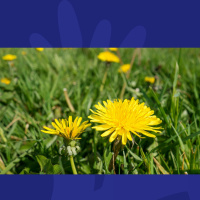 How To Occupy The Kids And Tidy Your Garden