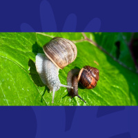 Would You Use Snails On Your Skin? Meet The Monaghan Man Who Says You Should