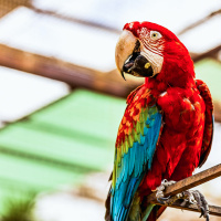 You Need To Hear These Hilarious Parrots