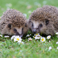 Residents Of Galway-The Hedgehogs Need You