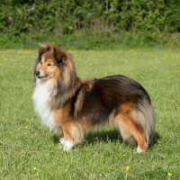 Does This Dog Have A Dublin Accent?