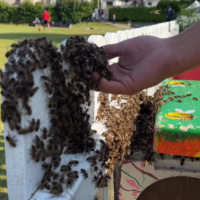 20,000 Bees Swarm Cork Cricket Match