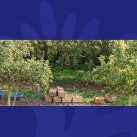 Ask Dave: Diarmuid Gavin Was Called In To Answer This Particular Plant Question