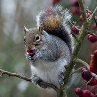 Who Knew Squirrels Could Make This Noise?