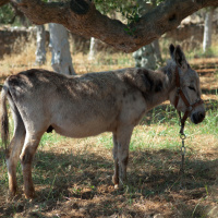 Should This Be Irelands Number One Christmas Song? 