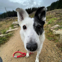 After 500 Days In A Shelter, Can You Help Find This Old Dog A New Home?