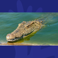 Are crocodiles outsmarting humans??