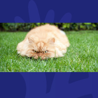 Giving Your Pets Human Names And Green Custard