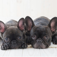 Want To Know What Your Pet is Thinking? This Pet Psychic Can Help