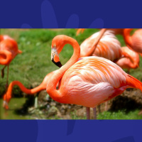 The Question We All Have About Flamingos Has FINALLY Been Answered