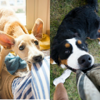 How To Stop Puppy Bites 