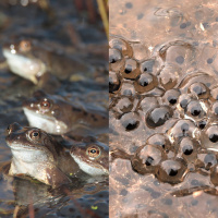Why There Are Toads On Our Roads