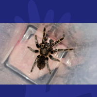 What Would You Do If This Went Missing In Your House?