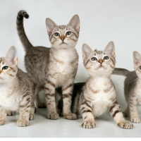 Have You Ever Heard Of A Cat With An Accent? 