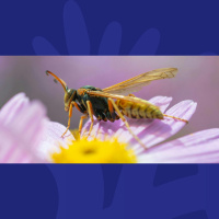 What Wasps Have In Common With The End Of A Big Night Out 