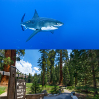 What Came First The Shark Or The Tree?