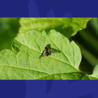 This Is A Great Hack For Helping With Any Fruitflies In Your Home