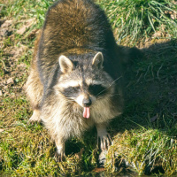 What Animal Can Lick More Than 10 Times A Second? 